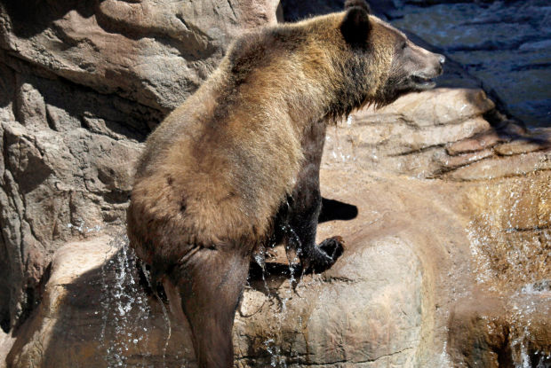 Who's at the zoo?